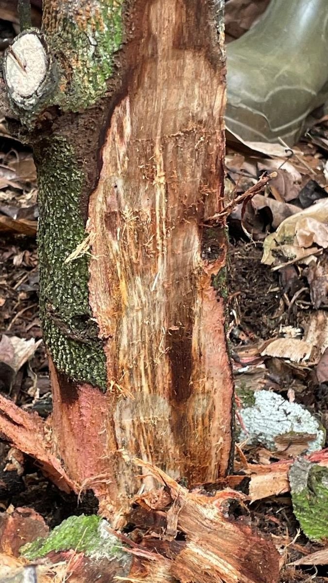 Tronco de cacaueiro observado em campo por especialista