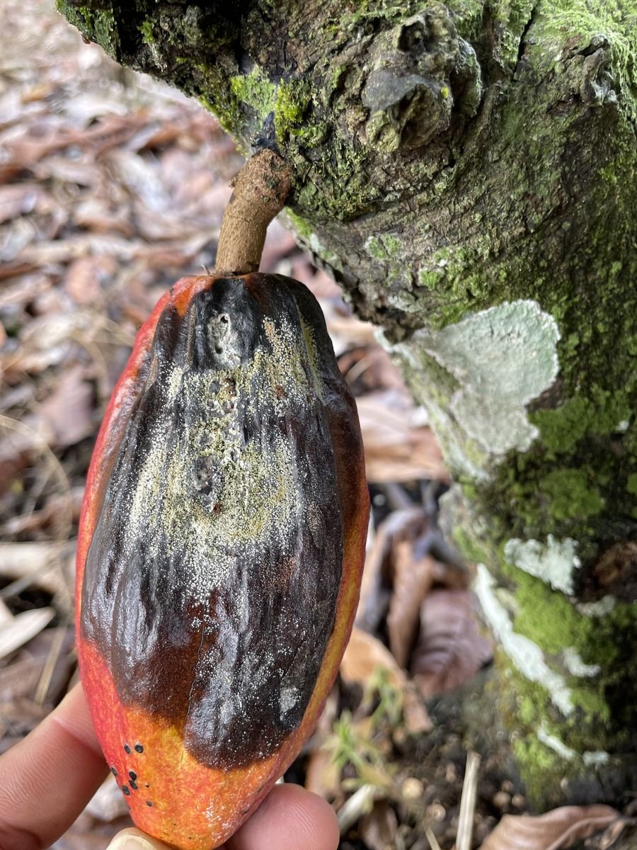 Fruto de cacau no campo com sintomas de podridão-parda