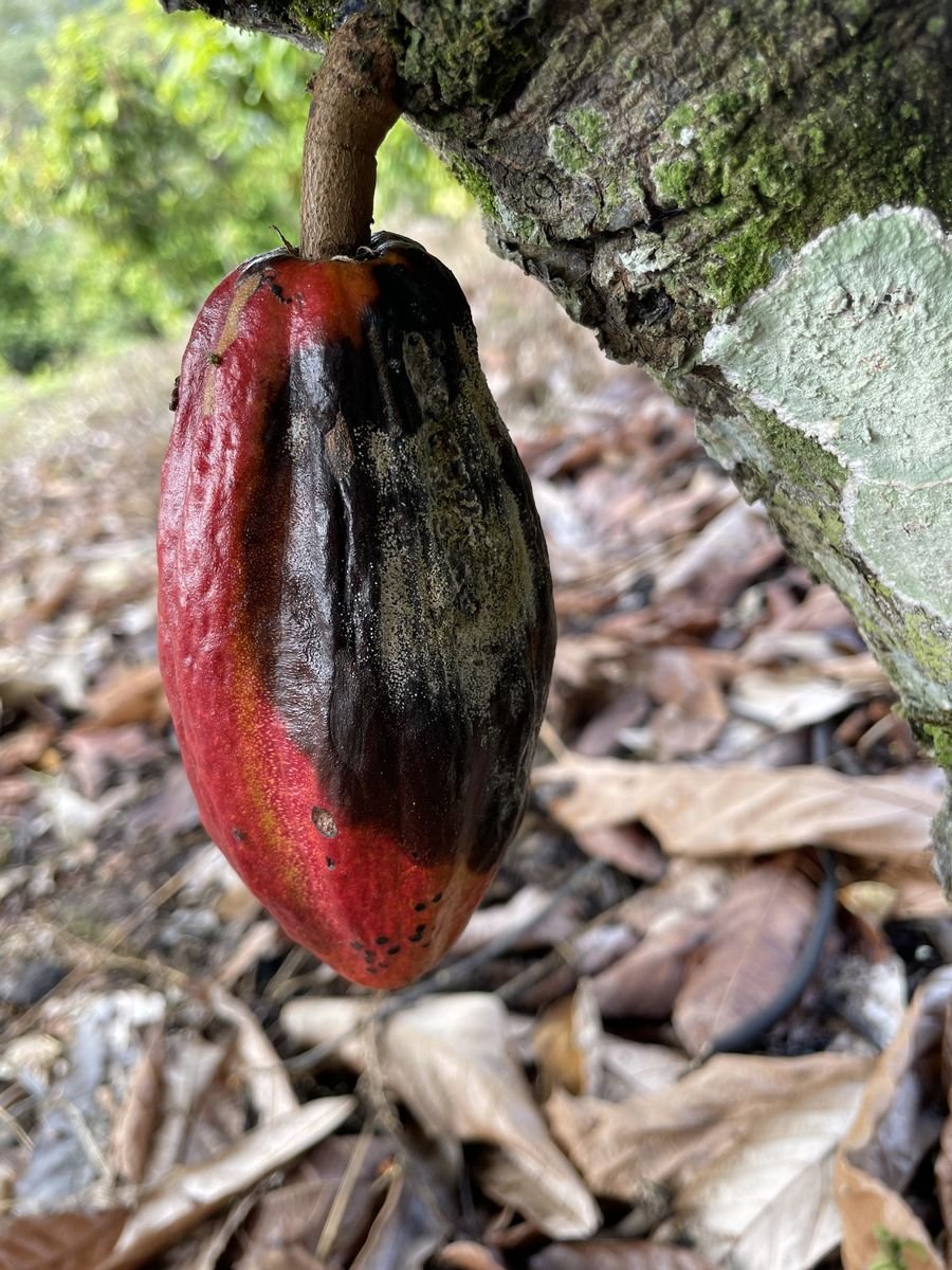 Mãos segurando fruto de cacau com sintomas de podridão-parda