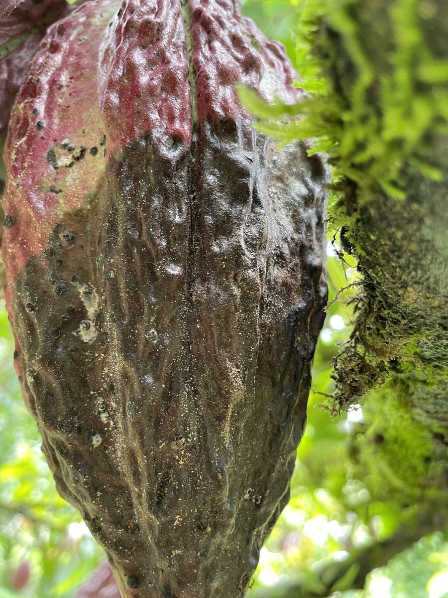 Foto de fruto de cacau com sintomas enviada pelo produtor no WhatsApp