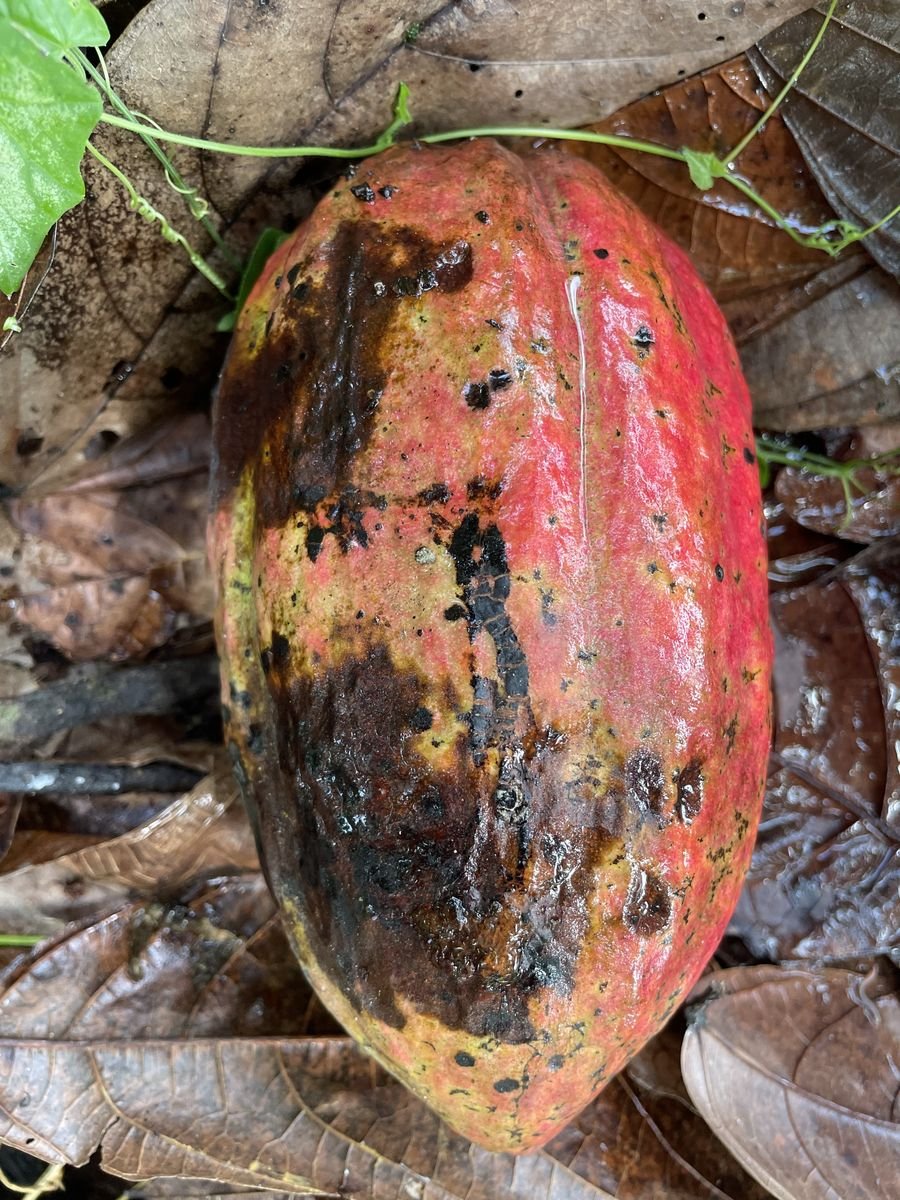 Lavoura de cacau com planta afetada por vassoura-de-bruxa