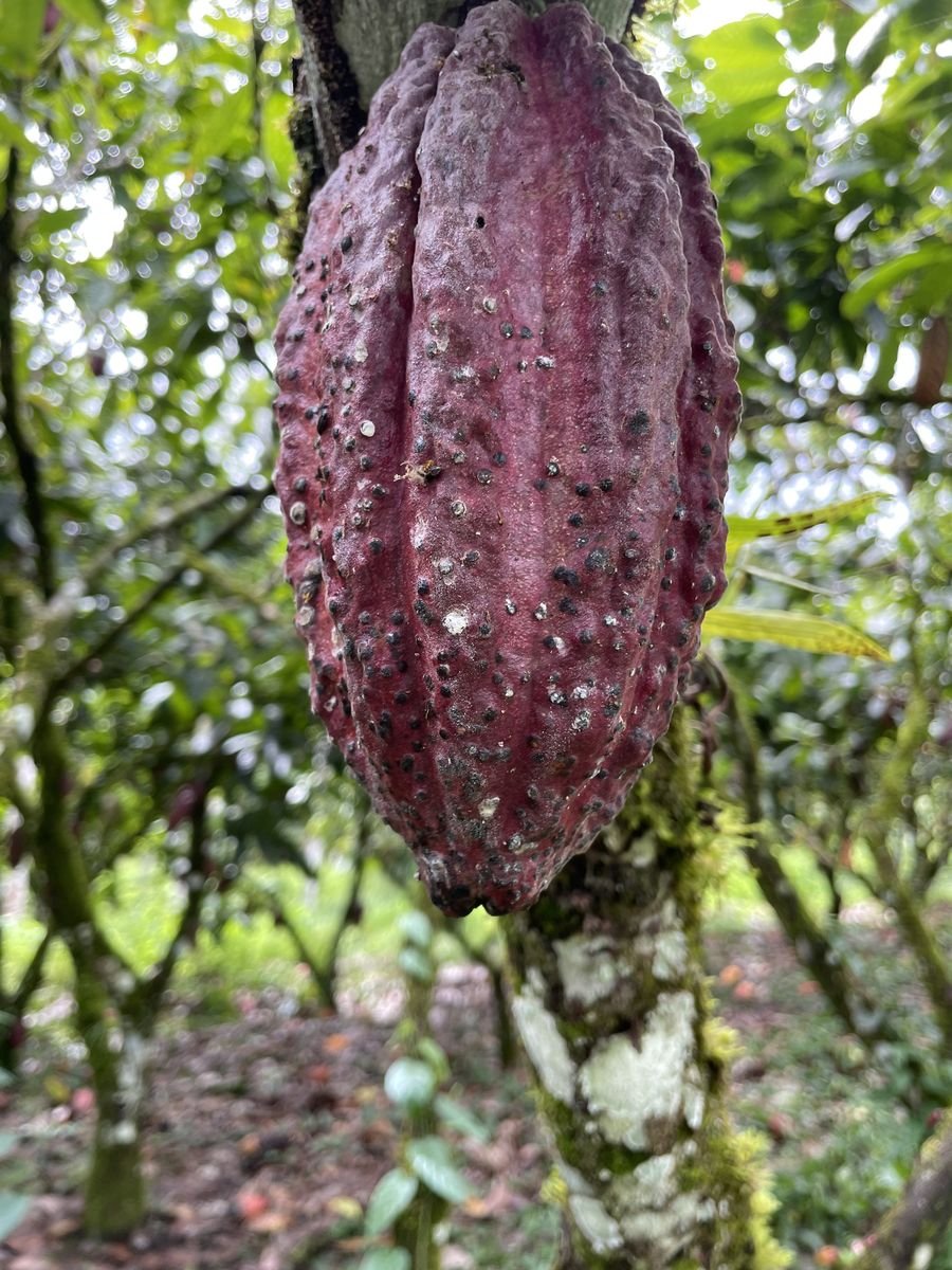 Fruto de cacau com ataque de monalônio