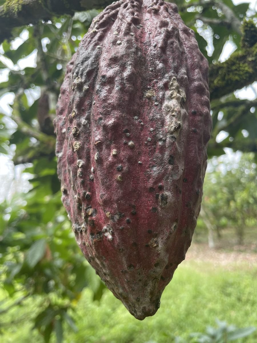Danos de monalônio em fruto de cacau