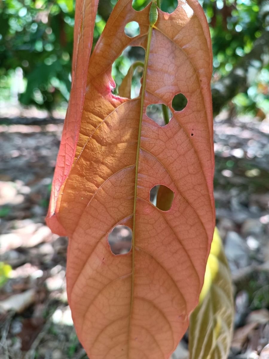 Vaquinha-do-cacaueiro em lavoura de cacau